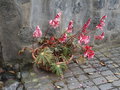 vignette Begonia ricinifolia ,