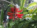 vignette Erythrina corallodendron/ americana ,