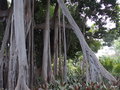 vignette Ficus macrophylla ,