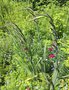 vignette Gladiolus communis = Gladiolus communis ssp byzantinus - Glaeuil de Byzance