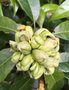vignette Hydrangea seemanii - Hortensia grimpant persistant