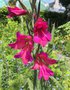 vignette Gladiolus communis ssp byzantinus - Glaeuil de Byzance
