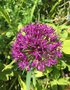 vignette Allium aflatunense 'Purple Sensation'