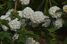 vignette La SHBL visite les jardins de Treuscoat  Scaer - Viburnum plicatum f. plicatum