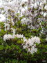 vignette Rhododendron augustinii ssp Chasmanthum