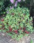 vignette Rhododendron sanguineum var. haemaleum