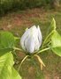 vignette Magnolia acuminata