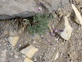 vignette Erysimum scoparium ssp cinereus,