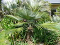 vignette Trachycarpus princeps, mon jardin