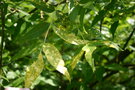 vignette Fraxinus pennsylvanica 'Aucubifolia'