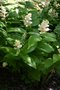 vignette Maianthemum racemosum ssp. amplexicaule 'Emily Moody'
