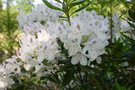 vignette Rhododendron annae