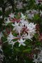 vignette Rhododendron atlanticum