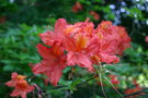 vignette Rhododendron 'Balzac'