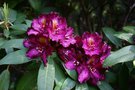 vignette Rhododendron 'Frank Galsworthy'