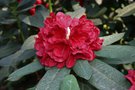 vignette Rhododendron 'Grenadier'