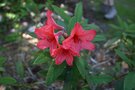 vignette Rhododendron griersonianum