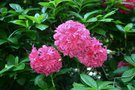vignette Rhododendron 'Homebush'