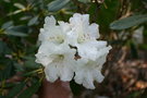 vignette Rhododendron 'Jane Redford'