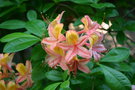vignette Rhododendron 'Josephine Klinger'