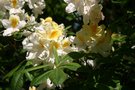 vignette Rhododendron 'Nancy Buchanan'