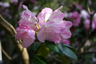 vignette Rhododendron 'Polaris'