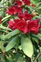 vignette Rhododendron 'Romany Chal'