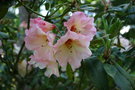 vignette Rhododendron 'Vanessa Pastel'