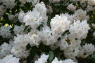 vignette Rhododendron 'Wilhelm Schacht'