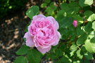 vignette Rosa Mary Rose