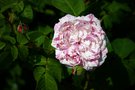 vignette Rosa x centifolia 'Unique Panache' = 'Belle des Jardins'