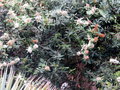 vignette Acokanthera oblongifolia