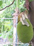 vignette Artocarpus heterophyllus ,