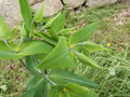 vignette Euphorbia lathyris