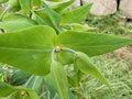 vignette Euphorbia lathyris