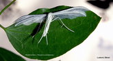 vignette Ptrophore blanc  ( Pterophorus pentadactyla ) papillon