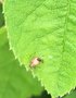 vignette Aphidius colemani ( Gupe parasitoides des pucerons) sortant d'un puceron parasit