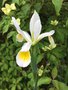 vignette Iris orientalis = Iris spuria ssp. ochroleuca