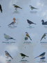 vignette oiseaux des les Canaries