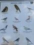 vignette oiseaux des les Canaries