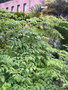 vignette 1- Dahlia imperialis / Dahlia arborea ,