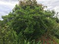 vignette La SHBL visite le jardin d Olga et Guy  Guimaec -I ochroma australis = Dunalia australis = Acnistus australis