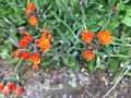 vignette La SHBL visite le jardin d Olga et Guy  Guimaec - Hiercacium aurantiacum - Epervire orange
