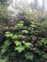 vignette La SHBL visite le jardin d Olga et Guy  Guimaec - Rubus odoratus - Ronce