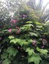 vignette La SHBL visite le jardin d Olga et Guy  Guimaec - Rubus odoratus - Ronce