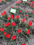 vignette Tulipa Greigii 'Marquis de la Coquette'