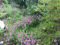 vignette La SHBL visite le jardin d Olga et Guy  Guimaec - Crucianella stylosa - Phuopsis stylosa