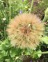 vignette Tragopogon porrifolius - Salsifis cultiv