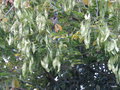 vignette Lonchocarpus violaveus ,