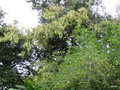 vignette Lonchocarpus violaveus ,